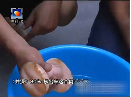 自慰器“肉灵芝”走红网络 最纯情女记者（图）