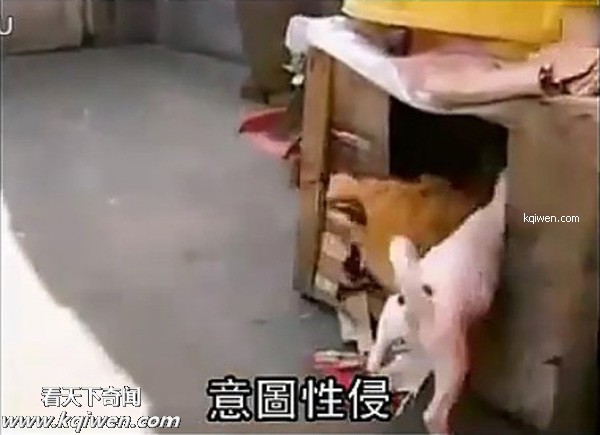 好色小狗，光天化日蹂躏鸡(组图)