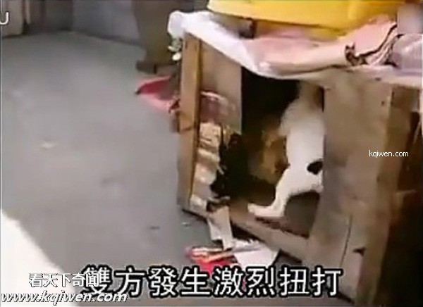 好色小狗，光天化日蹂躏鸡(组图)