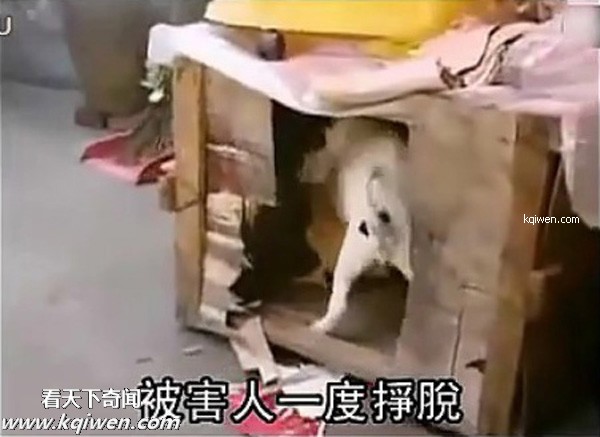 好色小狗，光天化日蹂躏鸡(组图)